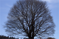 Baum Jagglried [001]